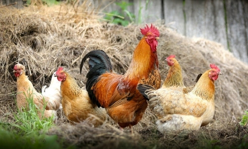 Chicken Molting Tips