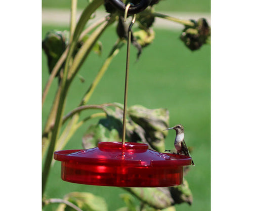 Songbird Essentials Hummingbird Haven Bird Feeder (2.5 x 6 x 8.5 in.)