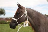 Professional's Choice Cowboy Braided Rope Halter