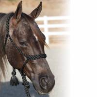 Professional's Choice Cowboy Braided Rope Halter