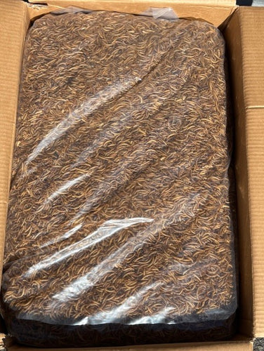 TradeKing Dried Mealworms (bulk) - Uploaded Image