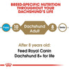 Royal Canin Breed Health Nutrition Dachshund Adult Dry Dog Food