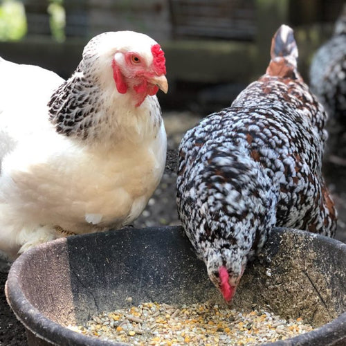 Scratch and Peck Feeds Organic Layer Feed 16% Protein + Corn For Chickens & Ducks