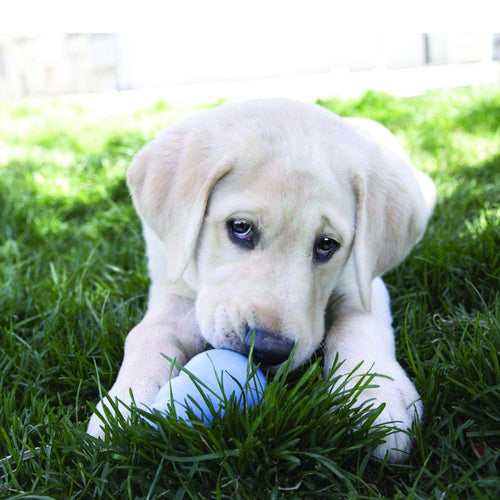 KONG Snacks Puppy